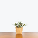 Scilla Leopard Lily - Ledebouria Socialis  - House Plants Delivery Toronto - JOMO Studio