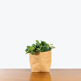 Scindapsus Pictus Argyraeus - House Plants Delivery Toronto - JOMO Studio