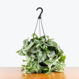 Scindapsus Pictus Exotica — 8" Hanging Basket (not trailing)