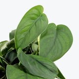 Scindapsus Pictus Jade Satin - House Plants Delivery Toronto - JOMO Studio