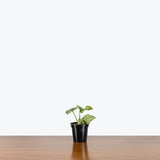 Scindapsus Silver Cloud — 4" Pot
