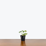 Scindapsus Silver Cloud - House Plants Delivery Toronto - JOMO Studio