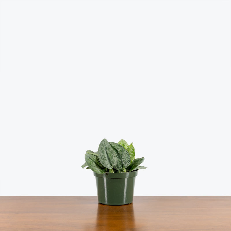 Scindapsus Silver Cloud - House Plants Delivery Toronto - JOMO Studio