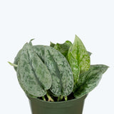 Scindapsus Silver Cloud - House Plants Delivery Toronto - JOMO Studio