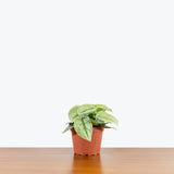 Scindapsus Pictus Exotica — 6" Pot (trailing, expecting minor blemishes)