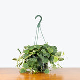 Scindapsus Silvery Ann — 8" Hanging Basket (trailing)