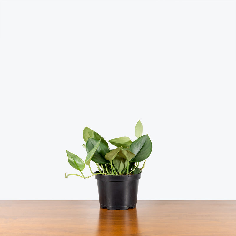 Scindapsus Treubii Moonlight - House Plants Delivery Toronto - JOMO Studio