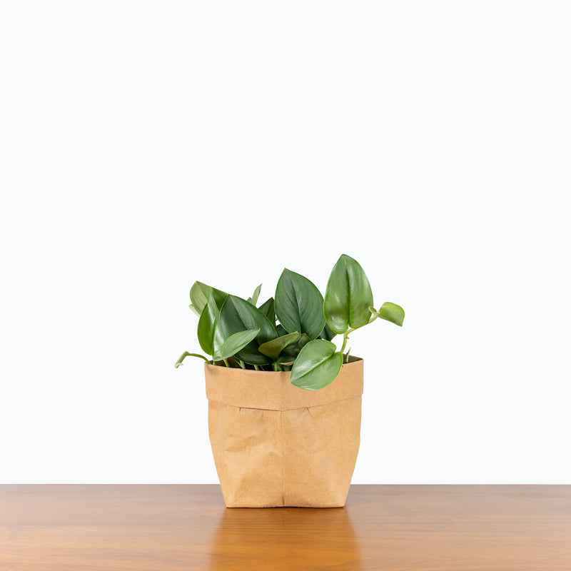 Scindapsus Treubii Moonlight - House Plants Delivery Toronto - JOMO Studio