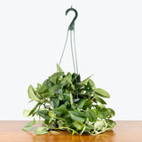 Scindapsus Treubii Moonlight — 8" Hanging Basket (trailing)
