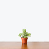 Sedum Pachyphyllum - House Plants Delivery Toronto - JOMO Studio