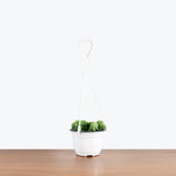 Sedum Burrito - Burro’s Tail - House Plants Delivery Toronto - JOMO Studio