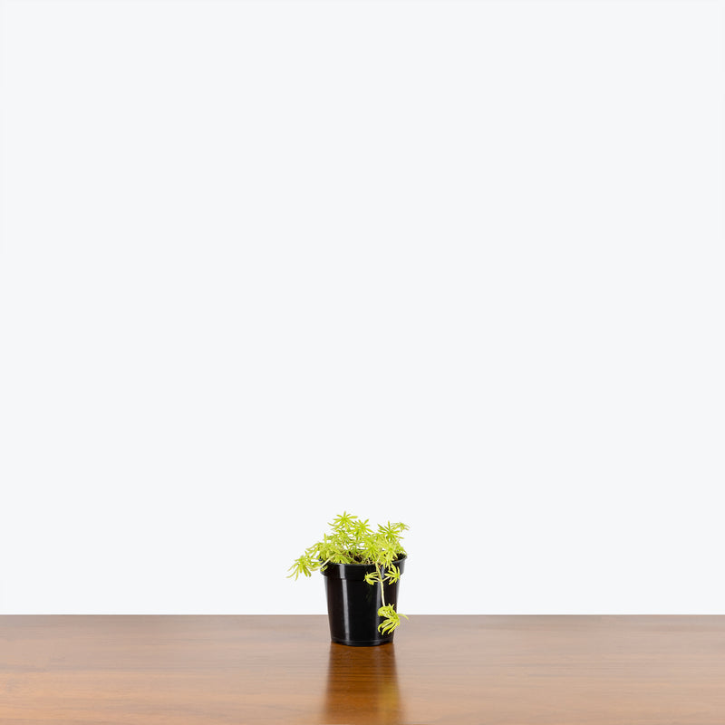 Sedum Lemon Coral - House Plants Delivery Toronto - JOMO Studio