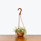 Sedum Lineare Variegatum - House Plants Delivery Toronto - JOMO Studio