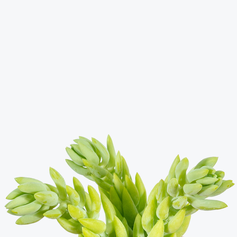 Sedum Morganianum - Burro’s Tail - House Plants Delivery Toronto - JOMO Studio