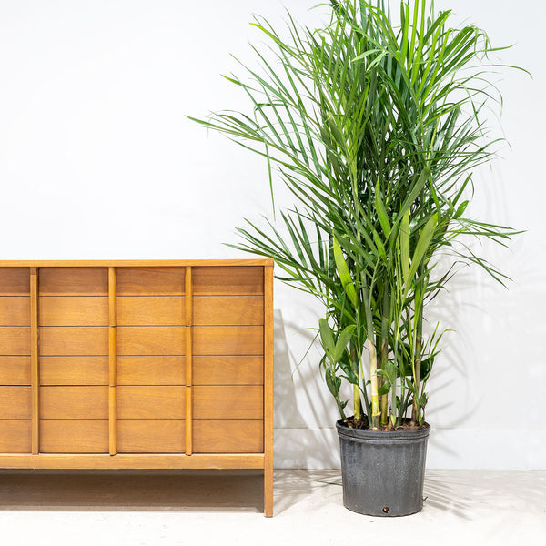 Bamboo Palm - Chamaedorea Seifrizii - House Plants Delivery Toronto - JOMO Studio