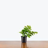 Selenicereus Chrysocardium Fern Leaf Cactus — 4" Pot