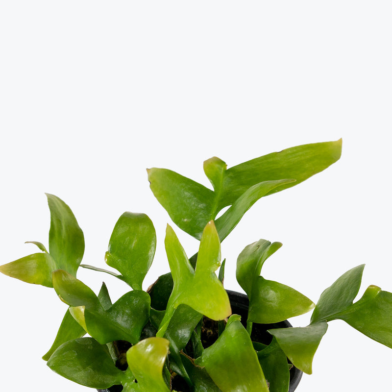 Selenicereus Chrysocardium - Golden Heart Epiphyllum - House Plants Delivery Toronto - JOMO Studio