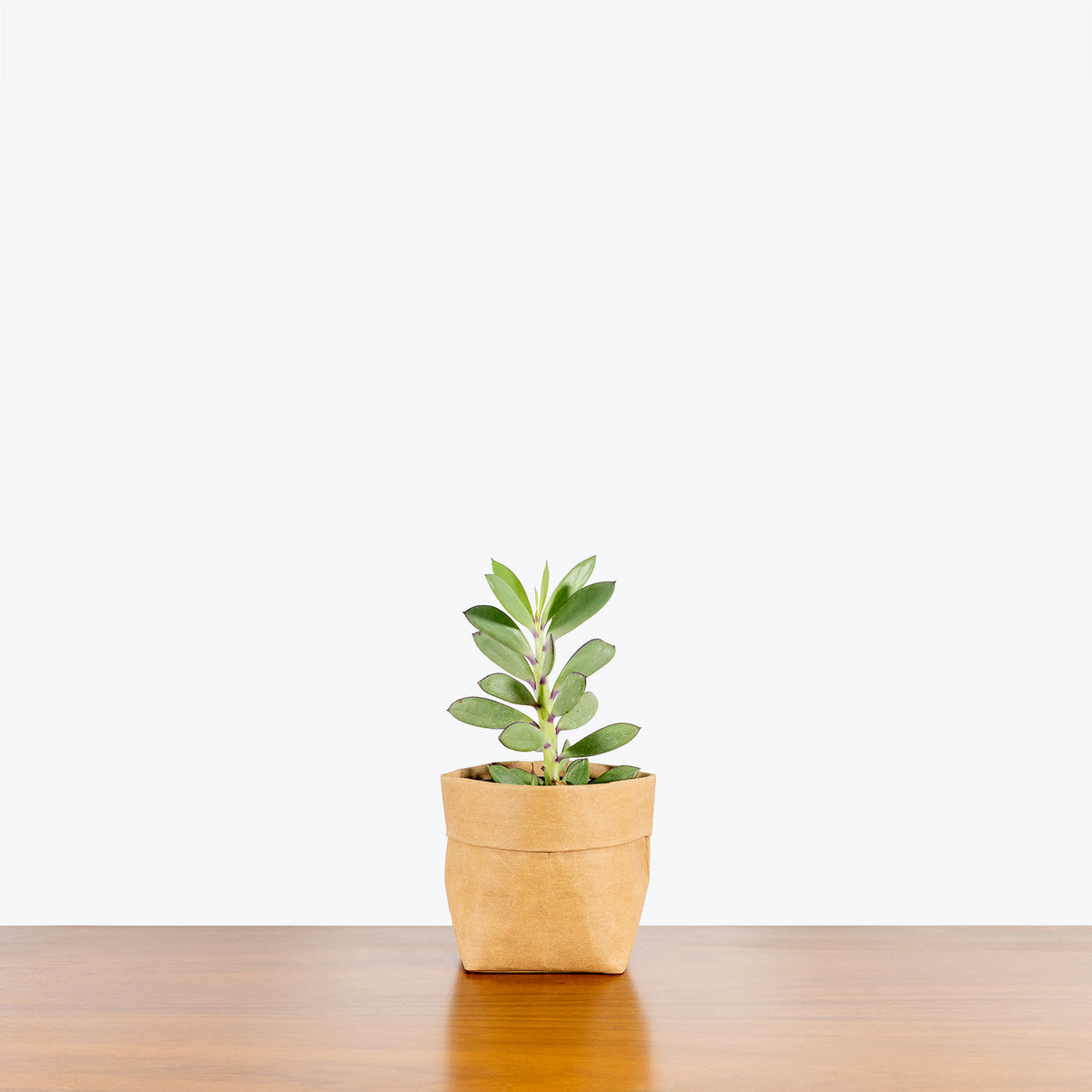 senecio crassissimus succulent Senecio Crassissimus - House Plants Delivery Toronto