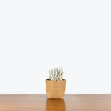 Senecio Haworthii - Cocoon Plant - House Plants Delivery Toronto - JOMO Studio