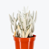 Senecio Haworthii - Cocoon Plant - House Plants Delivery Toronto - JOMO Studio