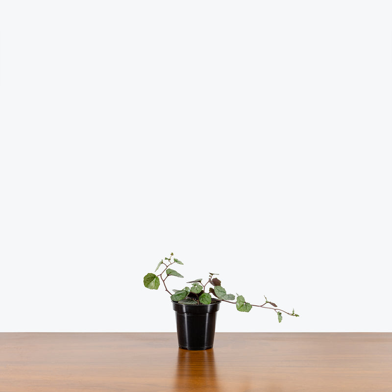 Senecio Mikanoides - House Plants Delivery Toronto - JOMO Studio