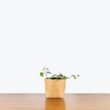 Senecio Mikanoides - House Plants Delivery Toronto - JOMO Studio