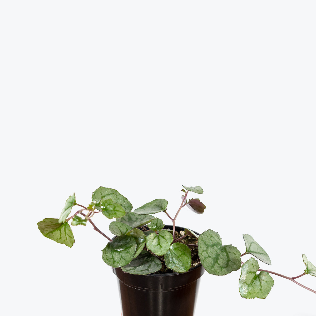 Senecio Mikanoides - House Plants Delivery Toronto - JOMO Studio