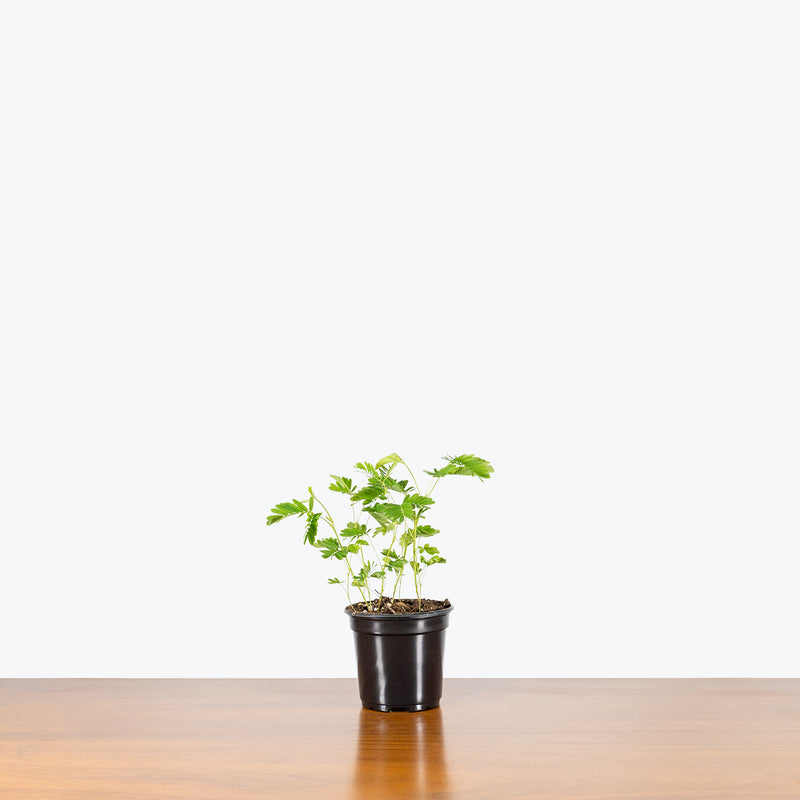 Sensitive Plant - Mimosa Pudica - House Plants Delivery Toronto - JOMO Studio