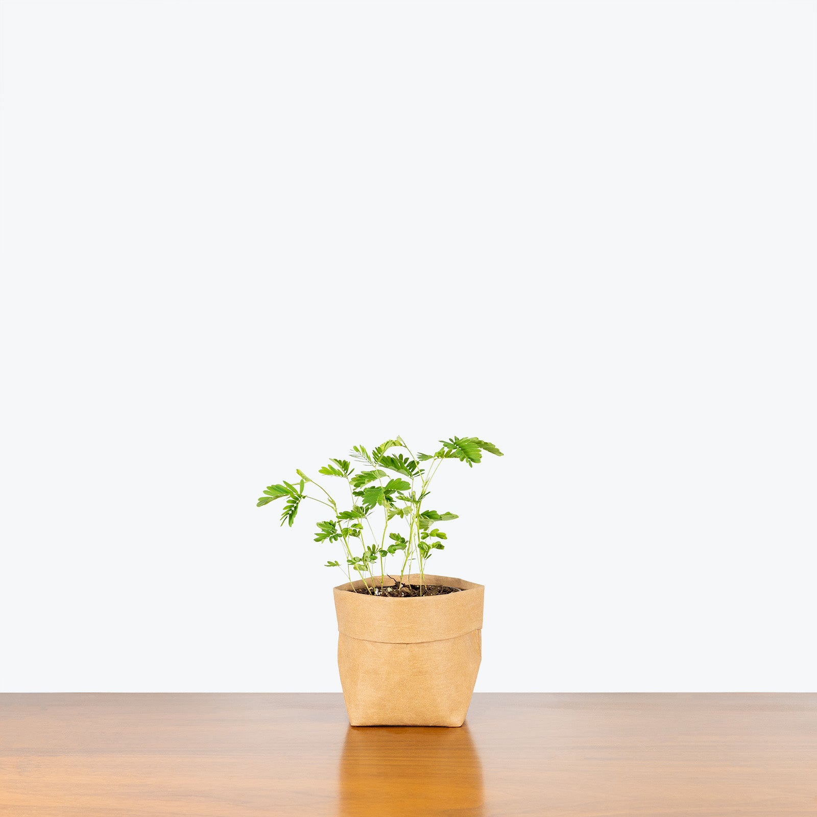 Sensitive Plant - Mimosa Pudica - House Plants Delivery Toronto - JOMO Studio