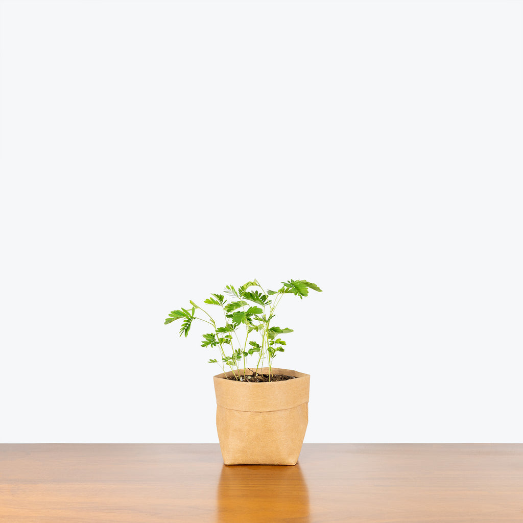 Sensitive Plant | Mimosa Pudica | Care Guide and Pro Tips - Delivery from  Toronto across Canada