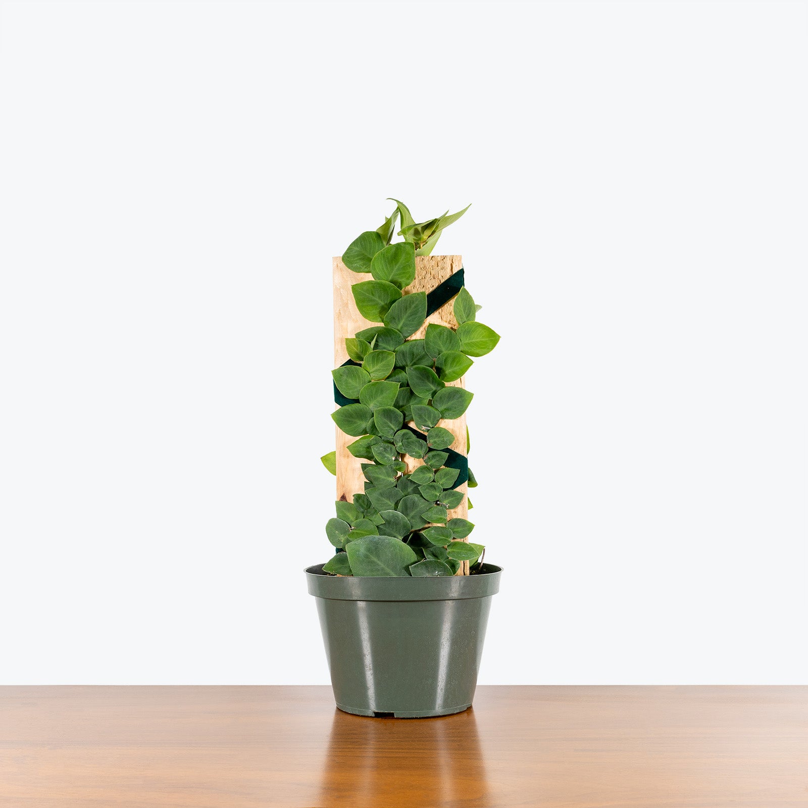 Shingle Plant - Rhaphidophora hayi - House Plants Delivery Toronto - JOMO Studio