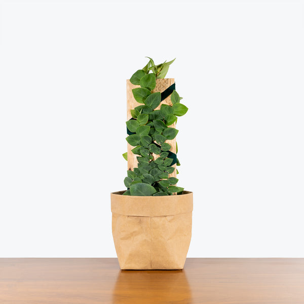 shingle plant trellis Shingle Plant - Rhaphidophora hayi - House Plants Delivery Toronto