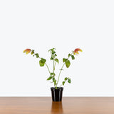 Shrimp Plant — 4" Pot
