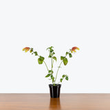 Shrimp Plant - Justicia brandegeeana - House Plants Delivery Toronto - JOMO Studio