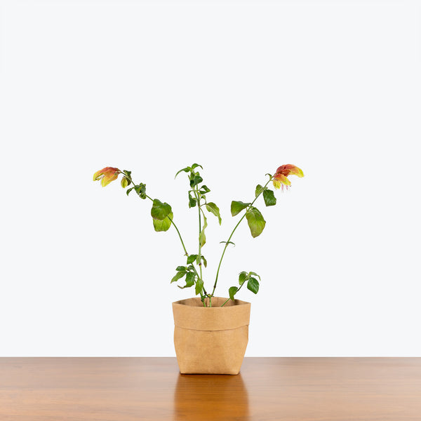 Shrimp Plant - Justicia brandegeeana - House Plants Delivery Toronto - JOMO Studio