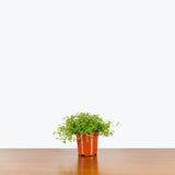 Soleirolia Soleirolii — 4" Pot (smaller than picture)