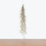 Spanish Moss — Small