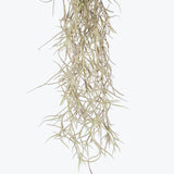 Spanish Moss
