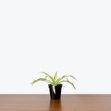 Spider Plant Variegated — 4" Pot
