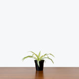 Spider Plant - Chlorophytum Comosum - House Plants Delivery Toronto - JOMO Studio