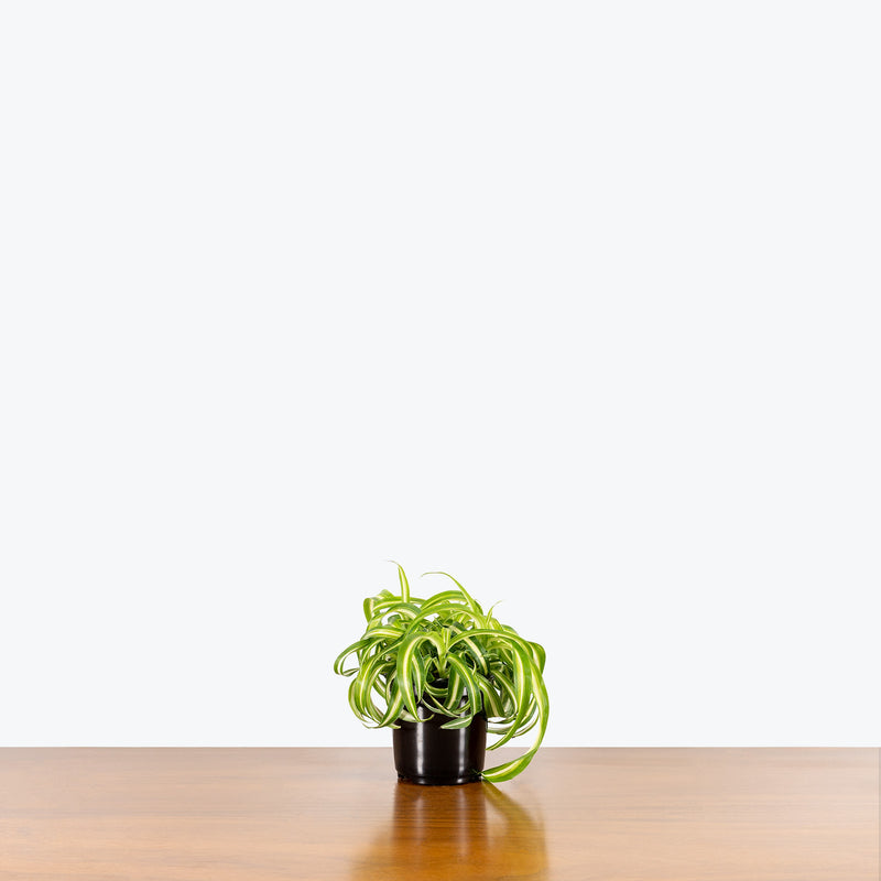 Spider Plant Curly Bonnie - Chlorophytum Comosum - House Plants Delivery Toronto - JOMO Studio