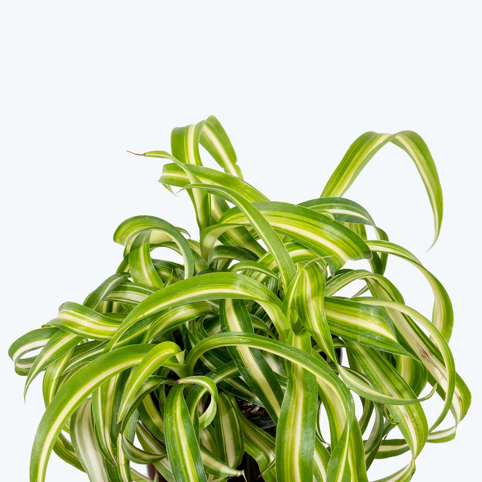 Spider Plant Curly Bonnie - Chlorophytum Comosum - House Plants Delivery Toronto - JOMO Studio