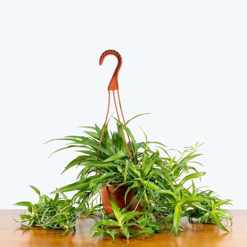 Spider Plant - Chlorophytum Comosum - House Plants Delivery Toronto - JOMO Studio