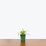 Spider Plant Reverse — 4" Pot
