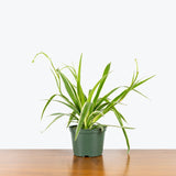 Spider Plant Reverse Variegated - Chlorophytum Comosum - House Plants Delivery Toronto - JOMO Studio