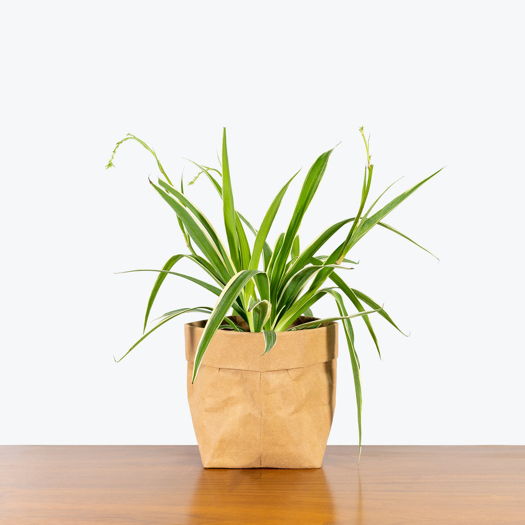 Spider Plant - Reverse Variegated – Tristar Plants