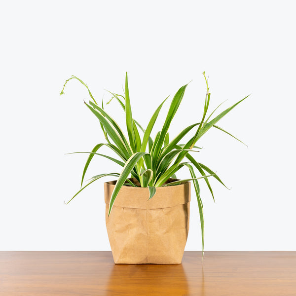Spider Plant Reverse Variegated - Chlorophytum Comosum - House Plants Delivery Toronto - JOMO Studio