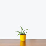 Staghorn Fern — 4" Pot