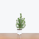 Stone Pine - House Plants Delivery Toronto - JOMO Studio