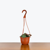 Strawberry Begonia — 6" Hanging Basket (trailing)